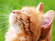proper feeding cats_3.png proper feeding cats_3.png