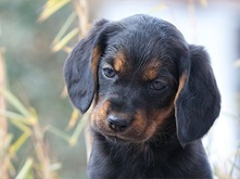 Don't feed the puppy that_4.png Don't feed the puppy that_4.png