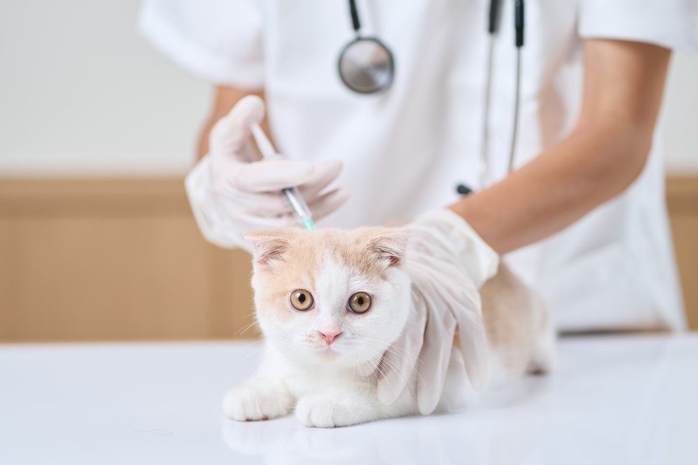 Вакцинация кота Вакцинация кота
