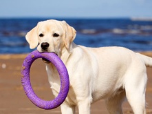 Puppy and milk_2.png Puppy and milk_3.png