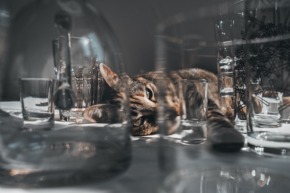 кот с водой кот с водой