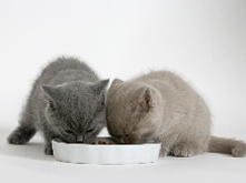 Kitten-and-food-1-month_1.png