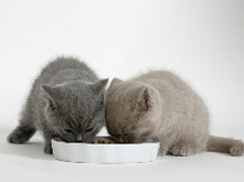 Kitten-and-food-1-month_1.png Kitten-and-food-1-month_1.png