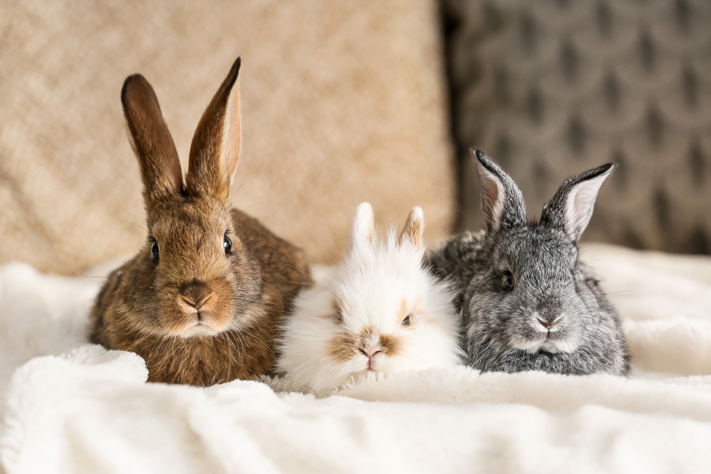 Чем декоративные кролики отличаются от обычных?.jpg