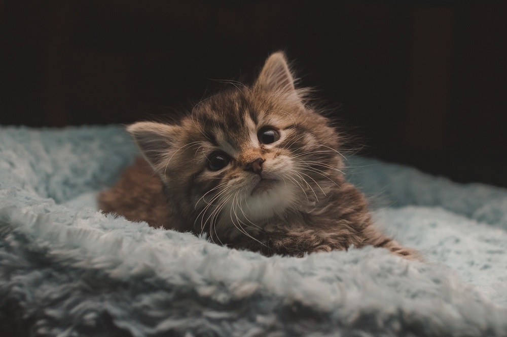 Котёнок сидит Котёнок сидит