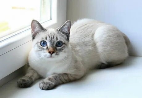 Тайская кошка: описание породы, характер, фото | Энциклопедия пород  Petshop.ru