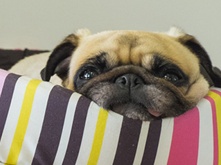 Dog-allergy_2.png Dog-allergy_2.png