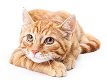 Cat_Hranenie_1.png Cat_Hranenie_1.png