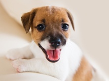 Don't feed the puppy that_1.png Don't feed the puppy that_1.png