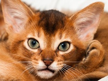 kitten-and-milk_2.png kitten-and-milk_2.png