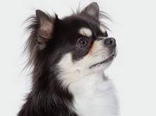 How-to-store-food-for-dog_2.png How-to-store-food-for-dog_2.png
