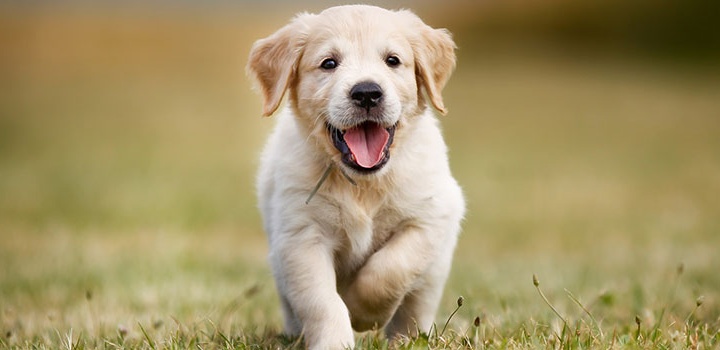 dogs-and-bones_main.png Dogs drink_main.png