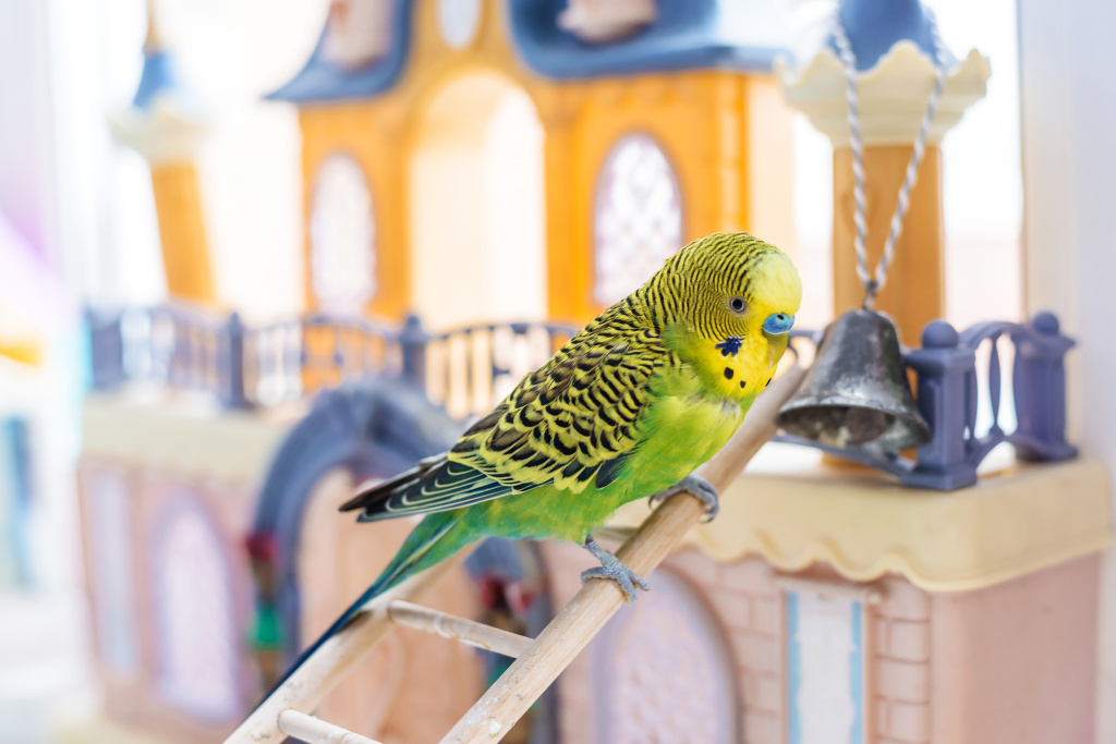 Размещение игрушек в клетке.jpg shutterstock_1562621596.jpg
