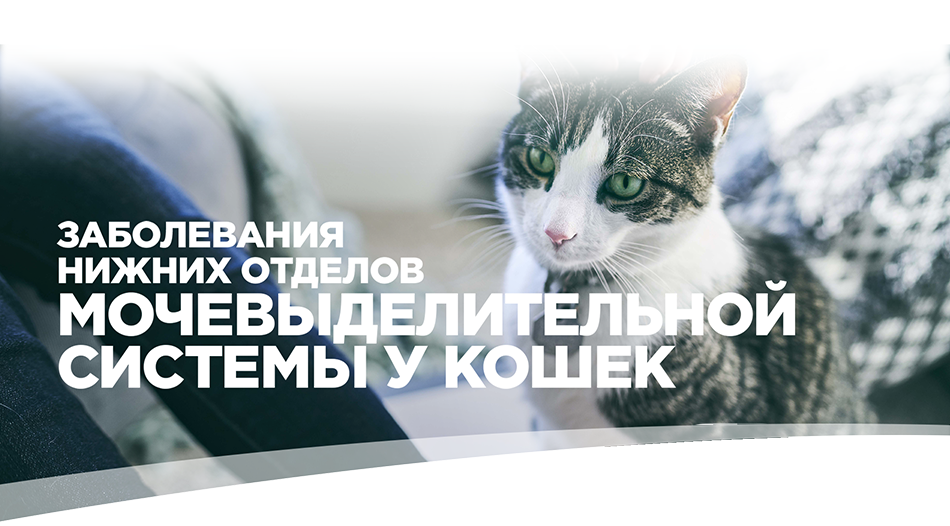 Заболевания мочевыделительной системы Заболевания мочевыделительной системы