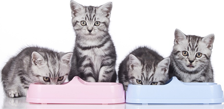 Kitten-and-food-1-month_main.png Kitten-and-food-1-month_main.png