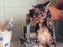 SD_Shop_Kitten-Bath_2.png