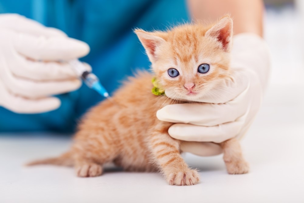 Котенок у ветеринара Котенок у ветеринара