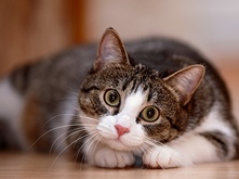 Must't-for-cat_2.png Must't-for-cat_2.png