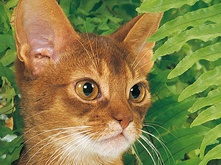 Must't-for-cat_3.png Must't-for-cat_3.png