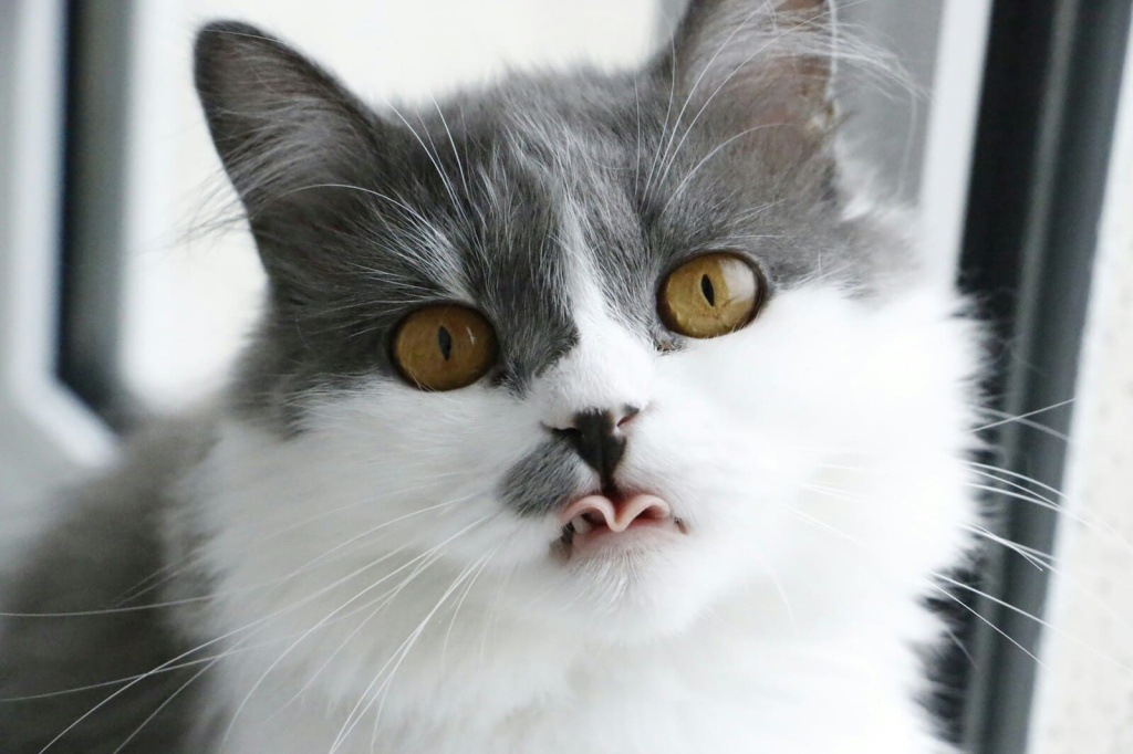 на фотографии крупным планом голова серо-белого кота, который немного высунул язык и сложил его гармошкой на фотографии крупным планом голова серо-белого кота, который немного высунул язык и сложил его гармошкой