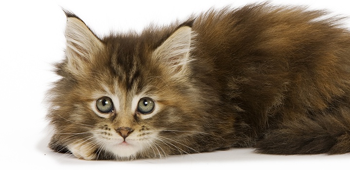 kitten-and-milk_main.png kitten-and-milk_main.png