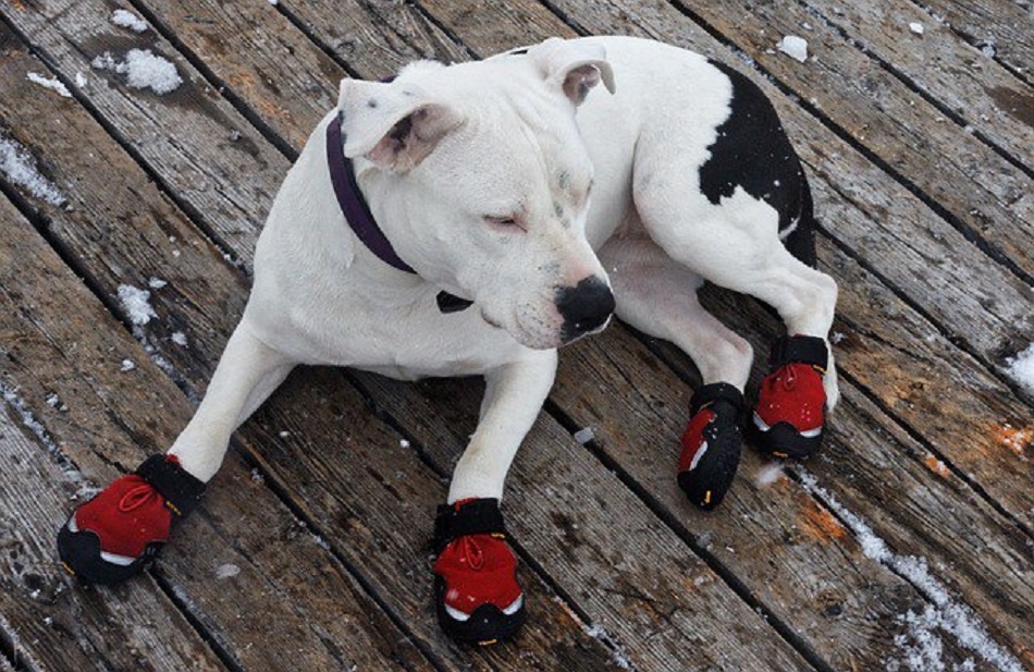 Нужна ли собаке обувь зимой