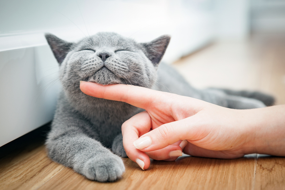 коту гладят подбородок коту гладят подбородок