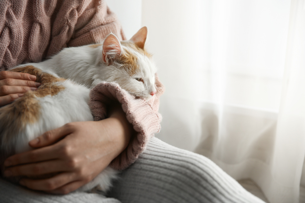 кот лежит на руках кот лежит на руках