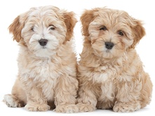 Puppy and milk_1.png Puppy and milk_2.png