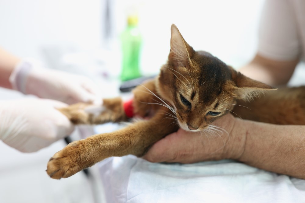 Кот у ветеринара Кот у ветеринара
