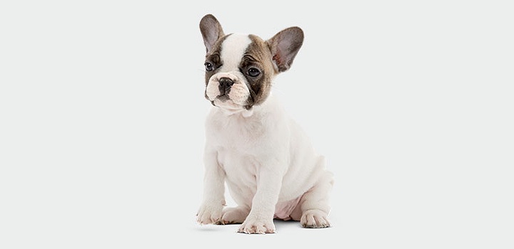 Quantity-of-food-for-puppy_main.png Quantity-of-food-for-puppy_main.png