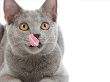 Must't-for-cat_1.png Must't-for-cat_1.png