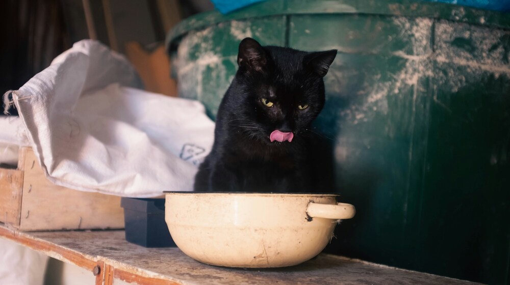 кот ест кот ест