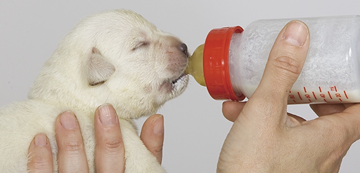 Puppy and milk_main.png Puppy and milk_main.png