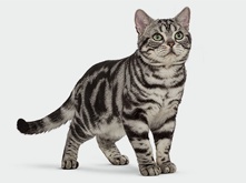 Cat_Hranenie_2.png Cat_Hranenie_2.png