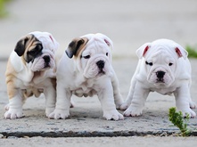Quantity-of-food-for-puppy_2.png Quantity-of-food-for-puppy_3.png