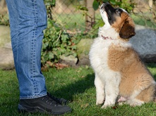 Don't feed the puppy that_2.png Don't feed the puppy that_2.png