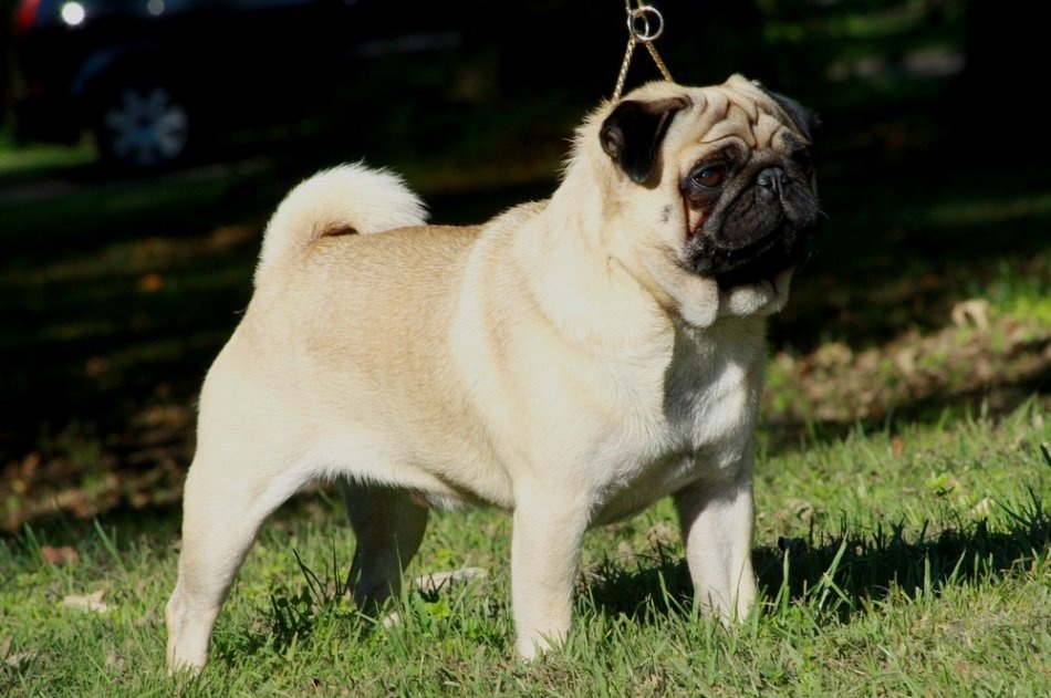 1531304407_mops-history.jpg 1531304407_mops-history.jpg