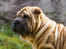 quantity-of-dog-food_1.png quantity-of-dog-food_1.png