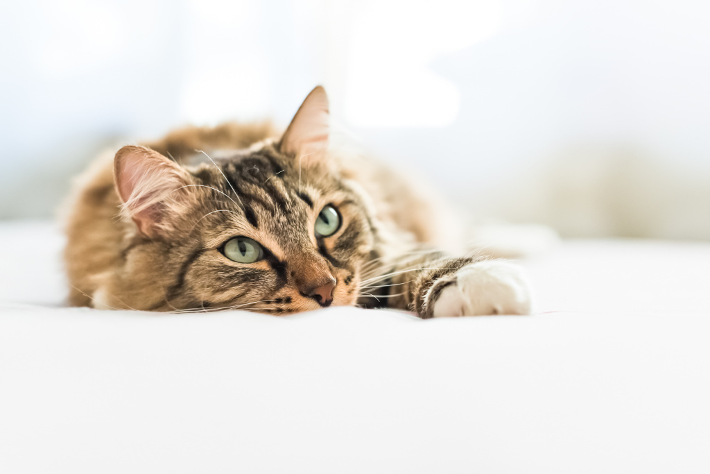 Ушной клещ у кошек – как определить проблему