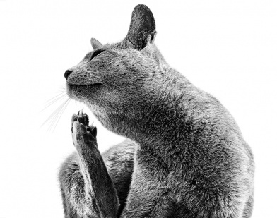 1_392x309.png 1_392x309.png