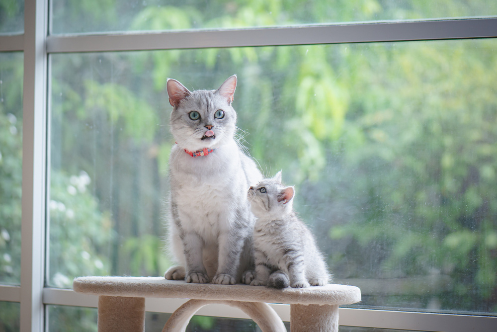 кошка сидит с котенком кошка сидит с котенком на когтеточке