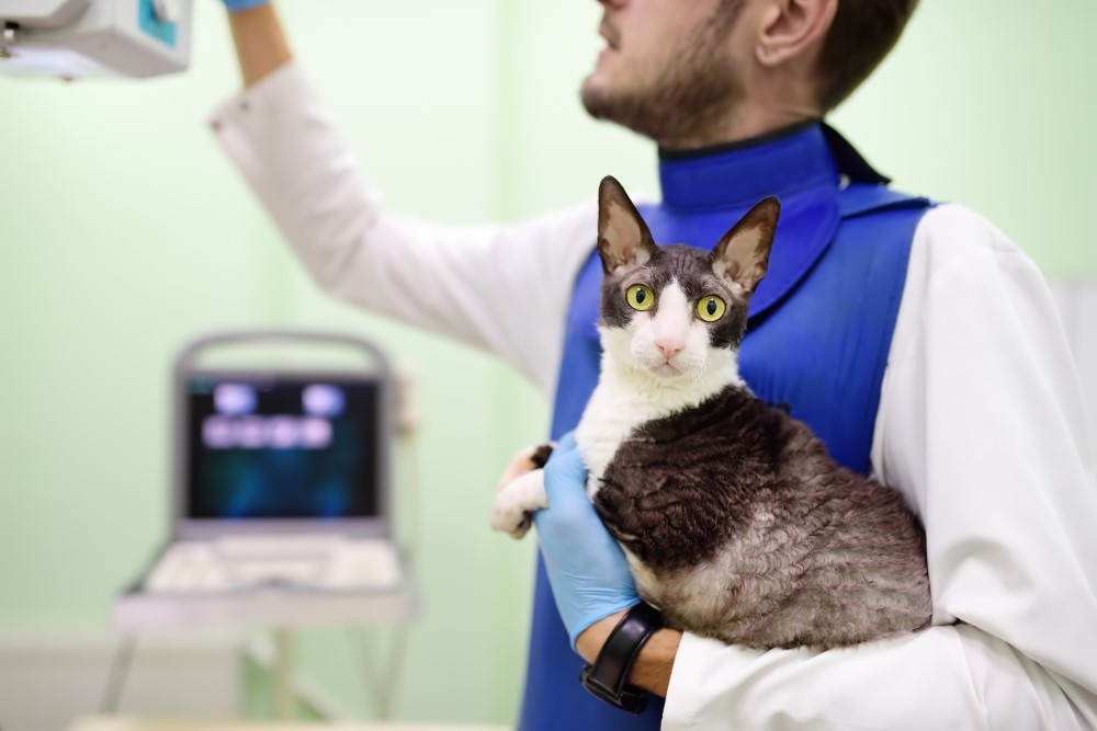 Кот после рентгена Кот после рентгена