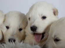 Quantity-of-food-for-puppy_1.png Quantity-of-food-for-puppy_2.png