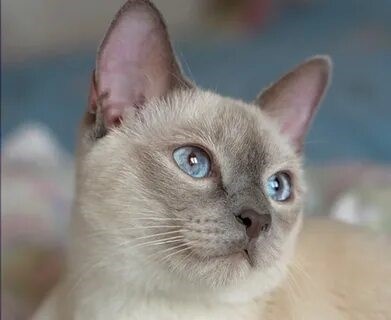 Тайская кошка: описание породы, характер, фото | Энциклопедия пород  Petshop.ru