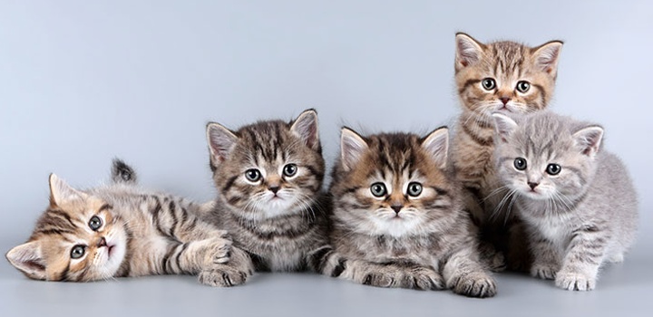 kitten-food-myth_main.png kitten-food-myth_main.png