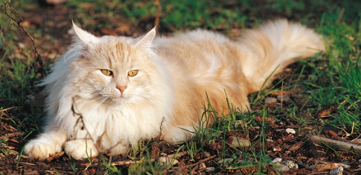 Food for castrated cat_main.png Food for castrated cat_main.png