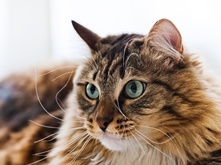 Food-for-a-pregnant-cat_2.png Food-for-a-pregnant-cat_2.png