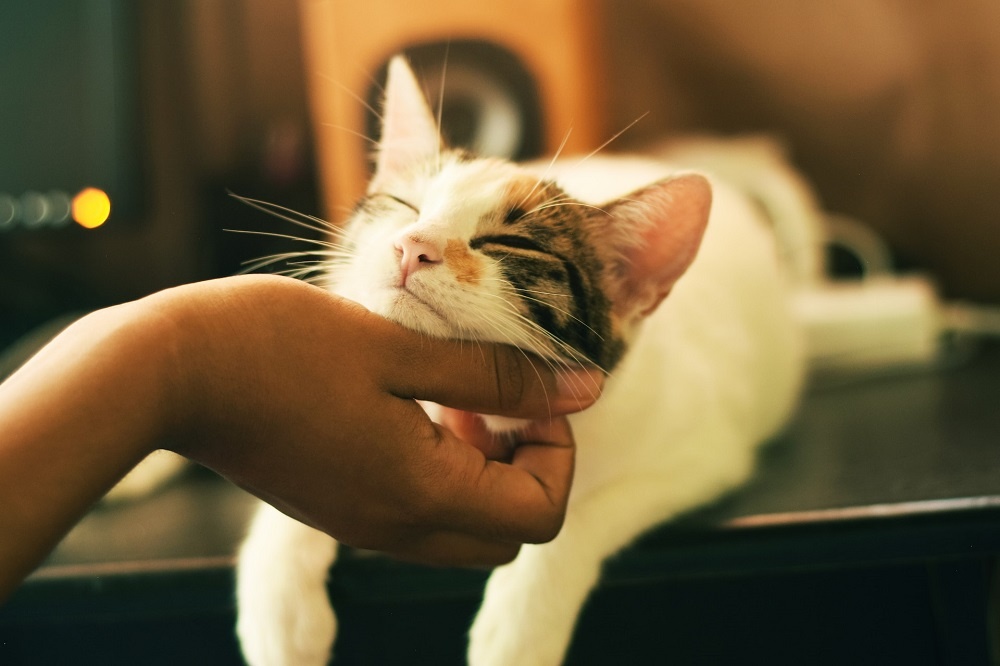 Кота гладят Кота гладят