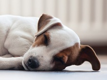 quantity-of-dog-food_2.png quantity-of-dog-food_2.png